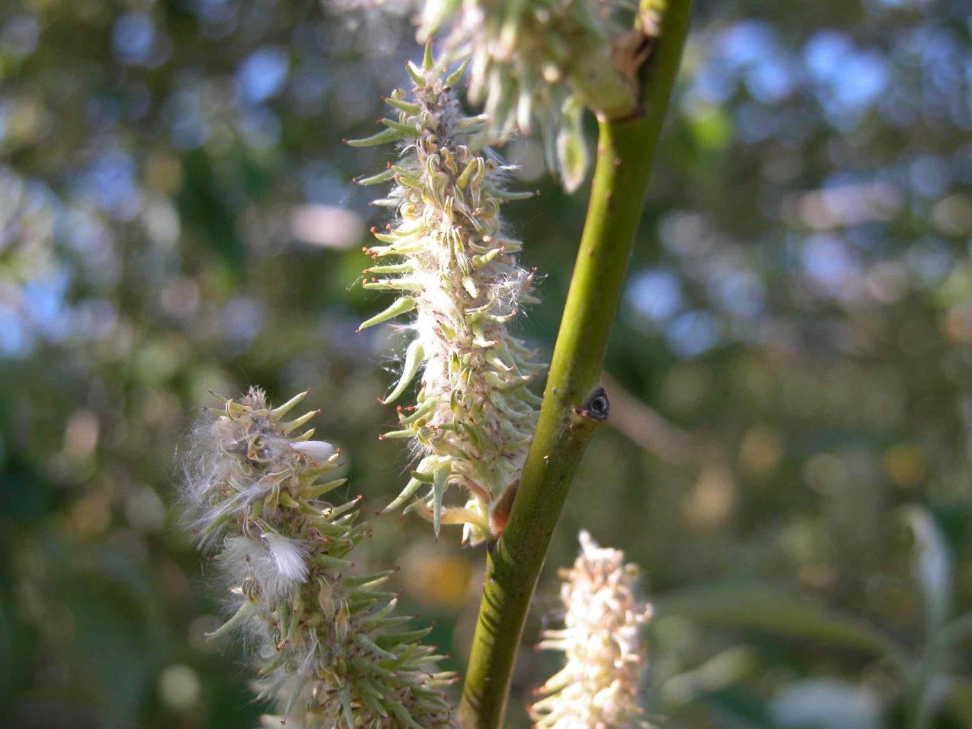 Willow, Goat, Great Sallow fruit